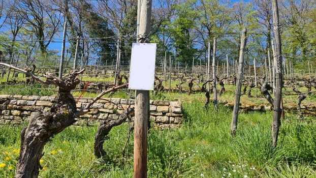 Old vineyards in Rosport in the Moselle Valley on the border between Luxembourg and Germany