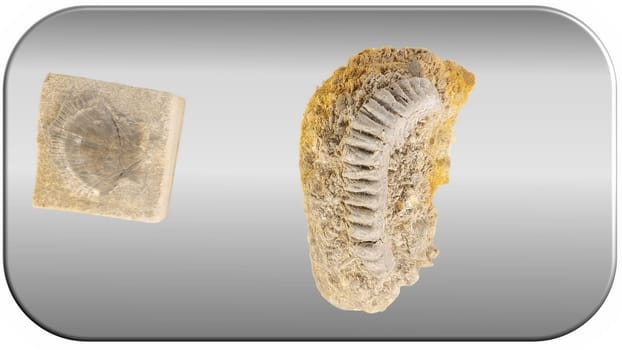 Fossil Archaeological Fossil Dig Kit. Dinosaur dino foot sea animal fish skeleton plant shell. Ancient stone. Evolution rock prehistoric art. Paleontology history vintage dinosaurs icon set