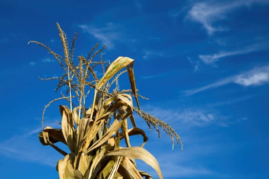 dry corn cereal gold plant with inflorescence tassel on blue sky agriculture harvesting