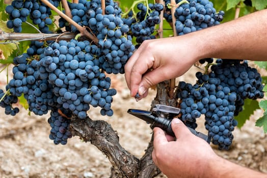 Cannonau grapes. The agronomist in the vineyard squeezes the grape on the refractometer to measure the sugar content. Traditional agriculture. Sardinia.