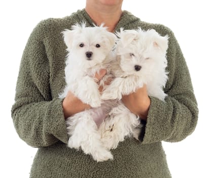 Woman Holding Two Young Maltese Puppies Isolated on White.