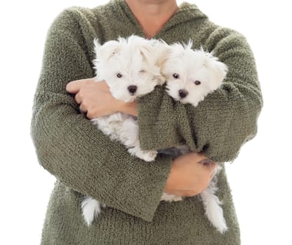 Woman Holding Two Young Maltese Puppies Isolated on White.