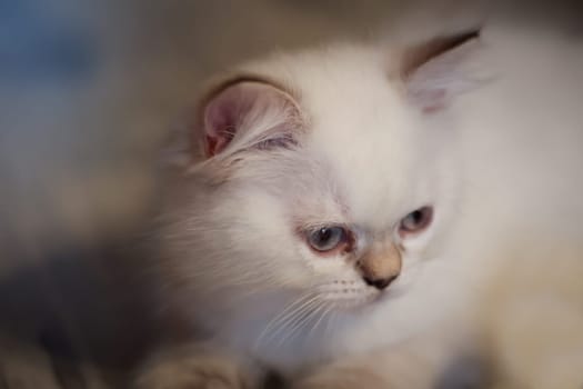 Portrait of a cute kitten, a baby of a British longhair breed.