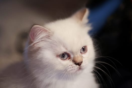 Portrait of a cute kitten, a baby of a British longhair breed.