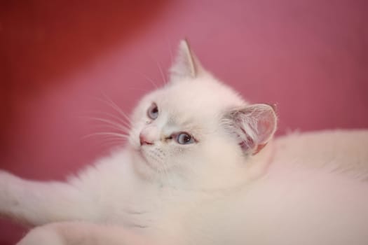 Portrait of a cute kitten, a baby of a British longhair breed.