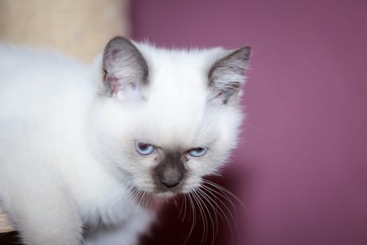 Portrait of a cute kitten, a baby of a British longhair breed.