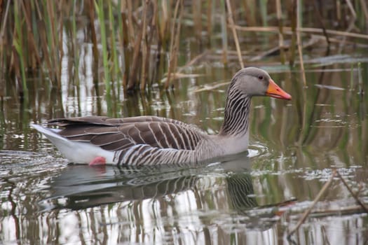 Grey goose, grey geese in nature. Portrait of a goose in nature.