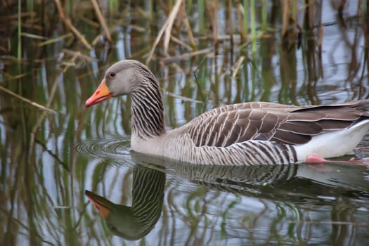 Grey goose, grey geese in nature. Portrait of a goose in nature.