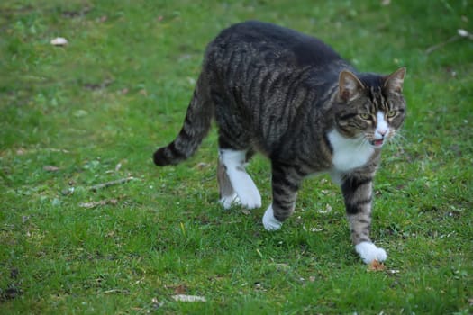 Portrait of a free village cat. A stroming cat.