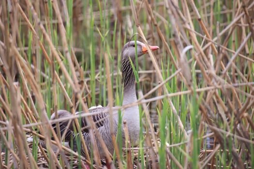 Grey goose, grey geese in nature. Portrait of a goose in nature.
