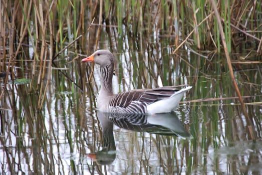 Grey goose, grey geese in nature. Portrait of a goose in nature.