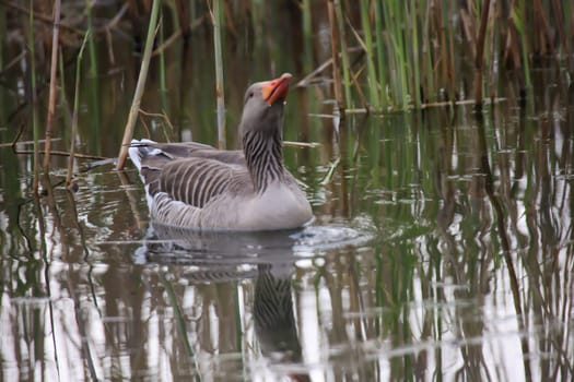 Grey goose, grey geese in nature. Portrait of a goose in nature.