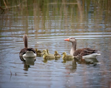 A family of gray geese at a village pond.
