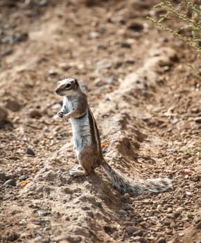 An Atlas squirrel in a desert-like region on Fuerteventura.