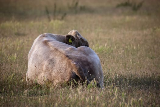 Calves and cows in a pasture, a paddock.