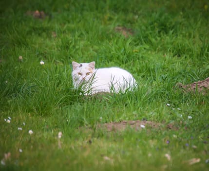 Portrait of a free village cat. A stroming cat.