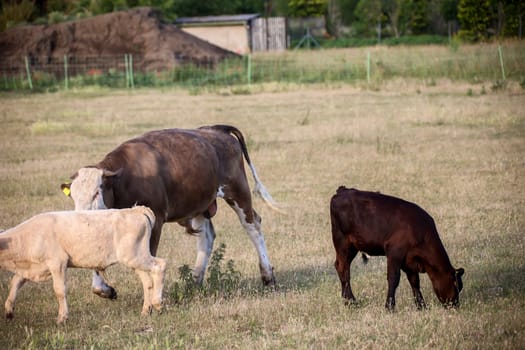 Calves and cows in a pasture, a paddock.
