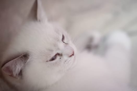 Portrait of a cute kitten, a baby of a British longhair breed.