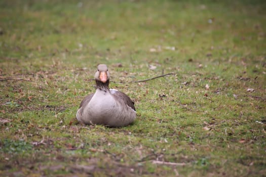 Grey goose, grey geese in nature. Portrait of a goose in nature.