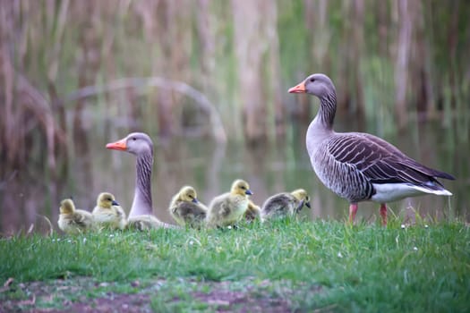 A family of gray geese at a village pond.