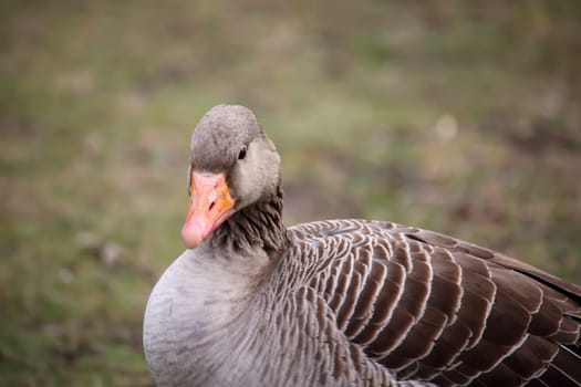 Grey goose, grey geese in nature. Portrait of a goose in nature.