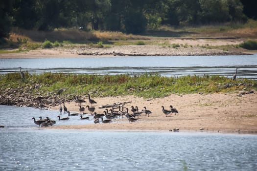 Grey goose, grey geese in nature. Portrait of a goose in nature.