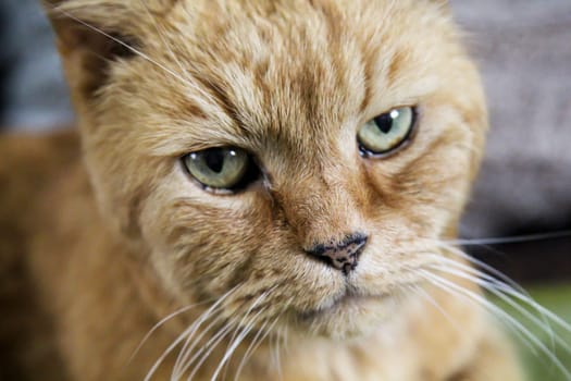 Portrait of a free village cat. A stroming cat.
