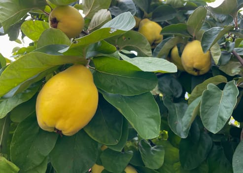 Many yellow quinces on a quince tree in autumn.