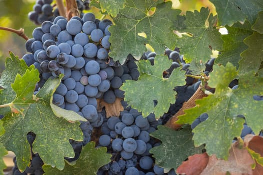 Beautiful Lush Wine Grape Bushels In The Vineyard