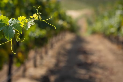 Grape Leaves and Vines Reach For Sunshine In The Vineyard.