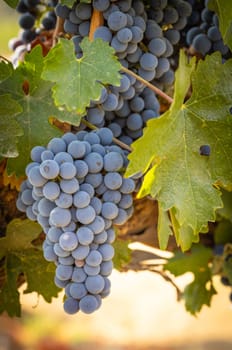 Beautiful Lush Wine Grape Bushels In The Vineyard