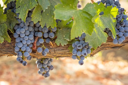 Beautiful Lush Wine Grape Bushels In The Vineyard