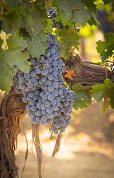 Beautiful Lush Wine Grape Bushels In The Vineyard