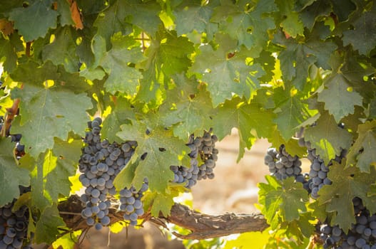 Beautiful Lush Wine Grape Bushels In The Vineyard