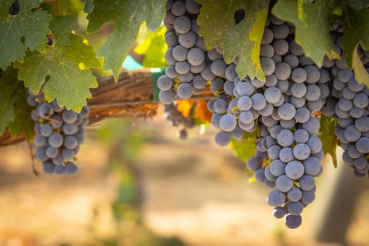 Beautiful Lush Wine Grape Bushels In The Vineyard