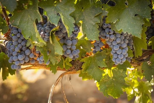 Beautiful Lush Wine Grape Bushels In The Vineyard