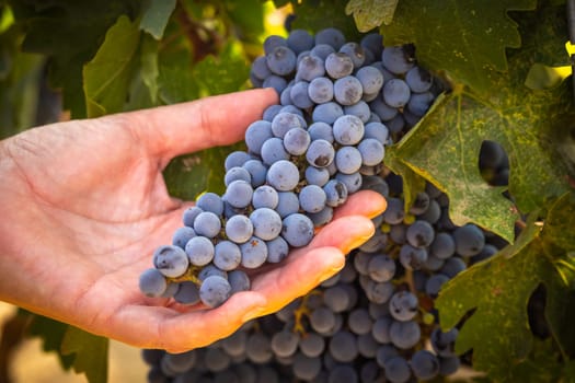 Female Farmer Hands Holding Bunch of Ripe Wine Grapes In The Vineyard.