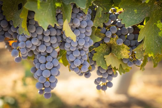 Beautiful Lush Wine Grape Bushels In The Vineyard