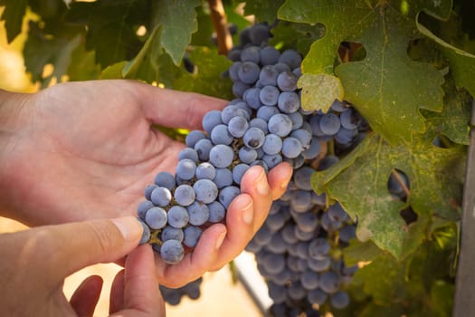 Female Farmer Hands Holding Bunch of Ripe Wine Grapes In The Vineyard.