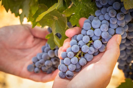 Female Farmer Hands Holding Bunch of Ripe Wine Grapes In The Vineyard.