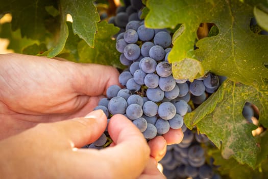 Female Farmer Hands Holding Bunch of Ripe Wine Grapes In The Vineyard.