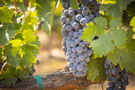 Beautiful Lush Wine Grape Bushels In The Vineyard