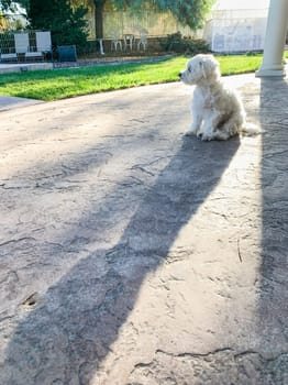 Cute Maltese Puppy Sitting on Patio in Back Yard of Home