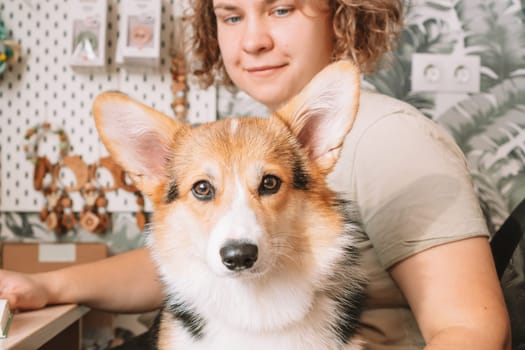 Curly haired cheerful woman, owner with dog corgi sitting, in computer chair near table at workplace indoors. Small business, rattles, teethers for babies. Home office, online store, marketplace.