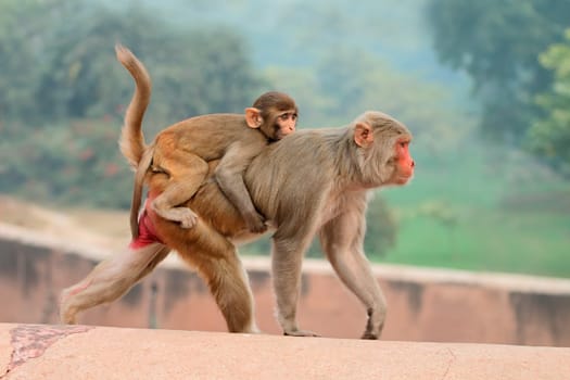 Rhesus macaque monkeys (Macaca mulatta) on the walls of the Agra Fort, India.