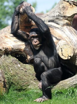 Chimpanzee