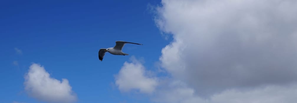 White seagull flies in front of blue sky with white clouds
