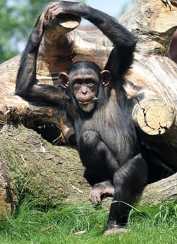 Chimpanzee