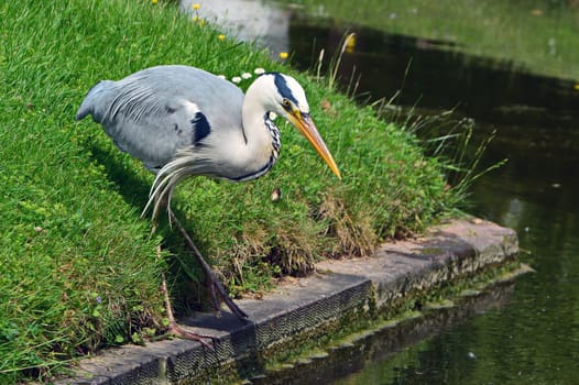 Grey heron