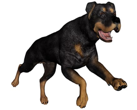 Rottweiller dog runnning isolated in white background - 3D render